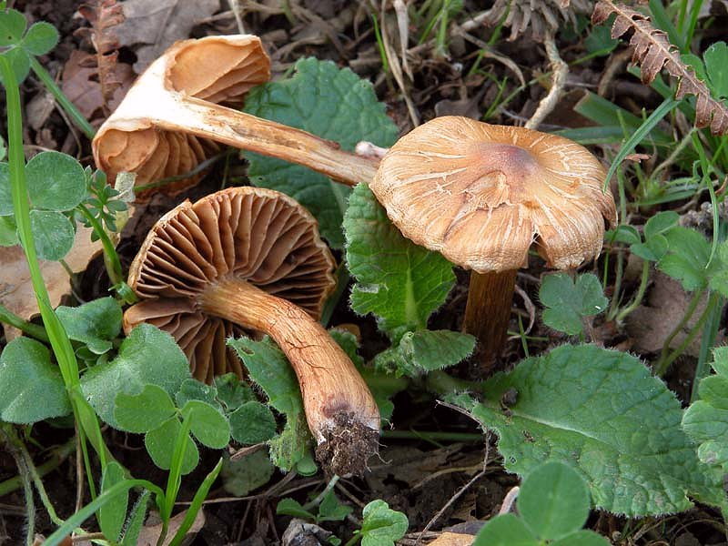 Gaspy  tornato e subito un Cortinarius